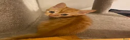 Mixed Breed cats for sale: Beautiful Ginger Kittens!  in London - Advert 6