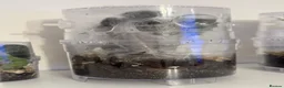 Tarantulas invertebrates for sale: Mixed Tarantulas for sale in Chatham - Advert 7