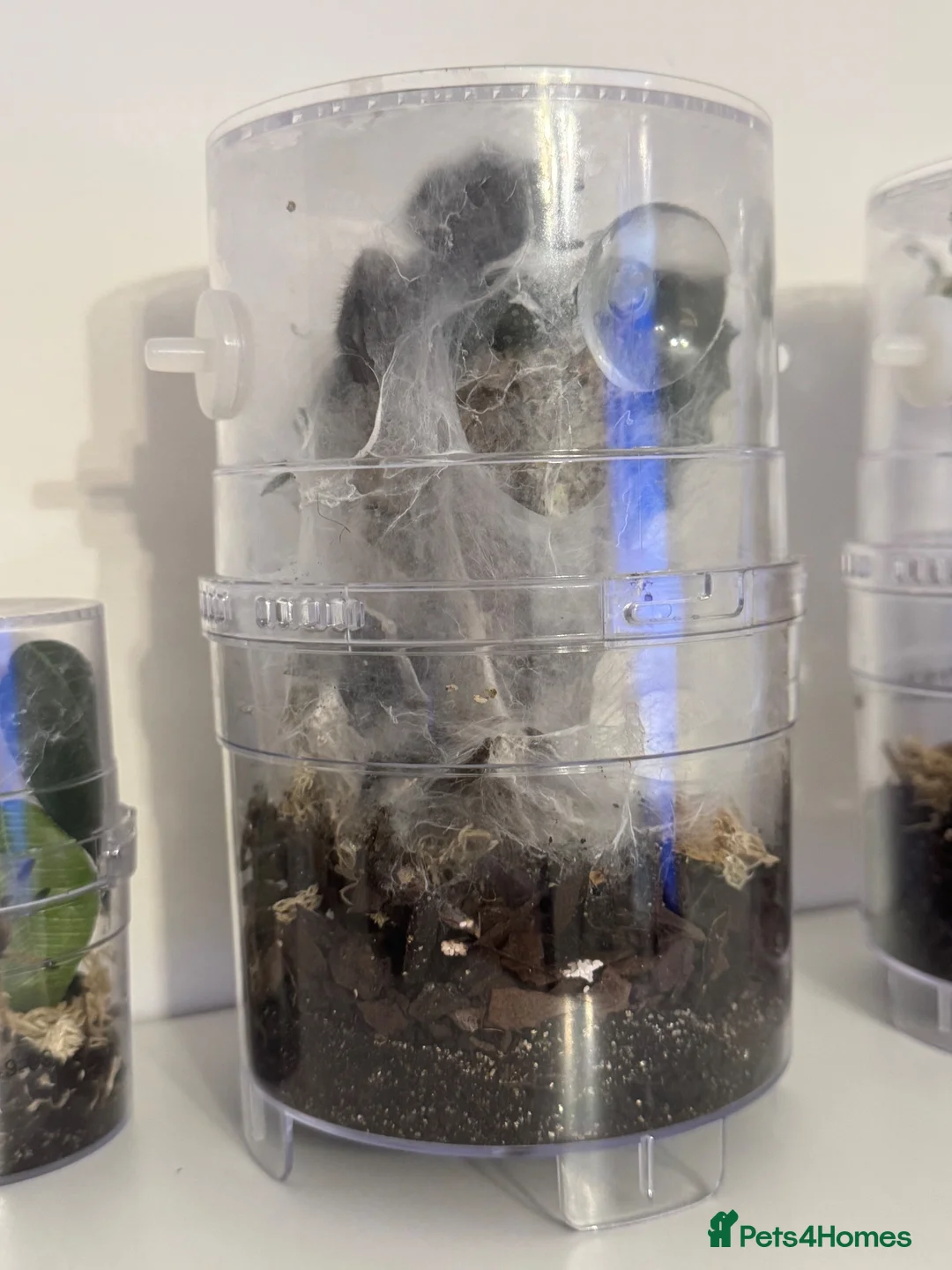 Tarantulas invertebrates for sale: Mixed Tarantulas for sale in Chatham - Advert 7