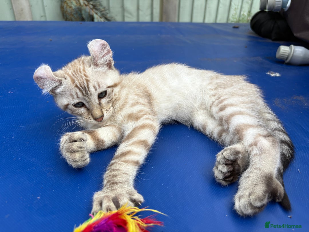 Keetso cats for sale: Super snow leopard girl  - Image 14