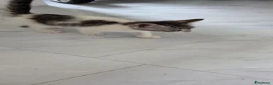 Bengal 1