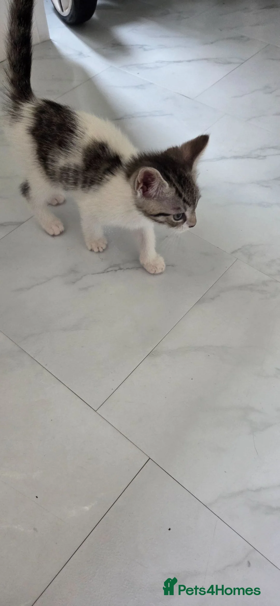 Bengal cats for sale: Bengal mixed kitten - Advert 7
