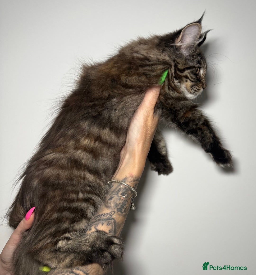 Maine Coon cats for sale: Champion line kittens , ready to go ☺️ - Advert 8