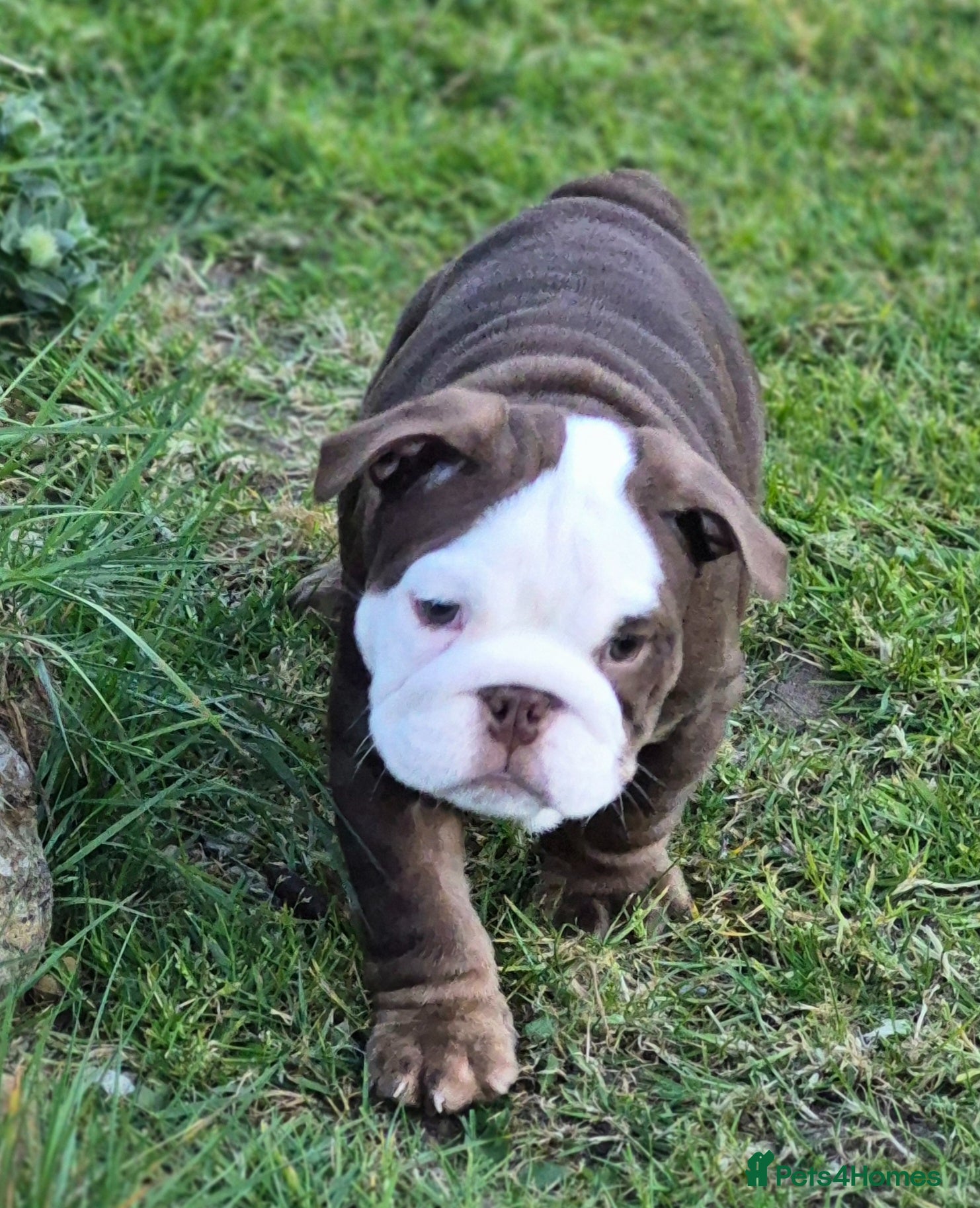 English Bulldog dogs Beautiful KC English Bulldog puppies for sale  - Advert 1