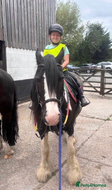 Irish Cob horses Marley 15yrs 13,3 coloured cob - Advert 1