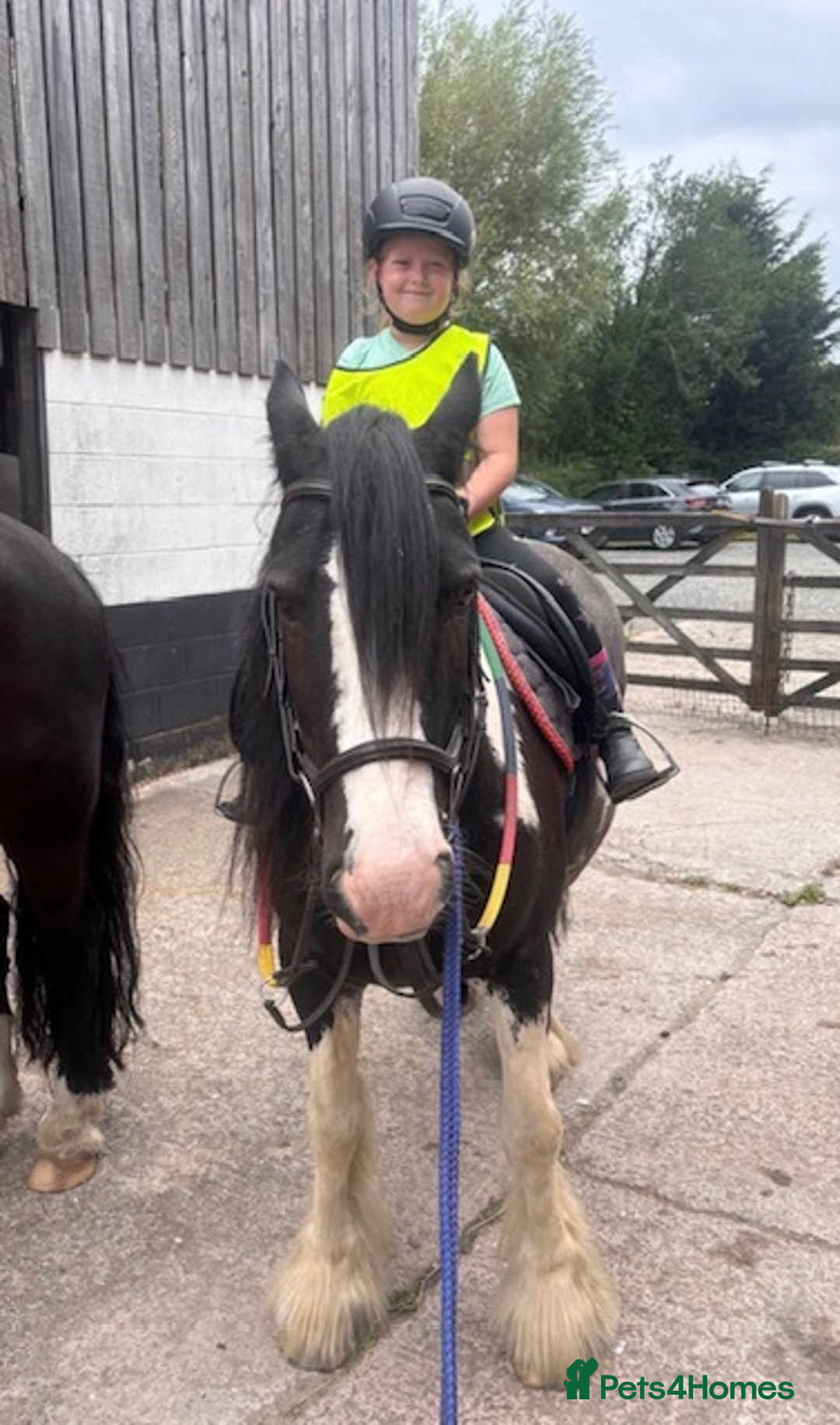 Irish Cob horses for sale: Marley 14yrs 13,3 coloured cob - Advert 1