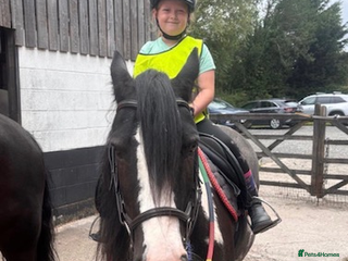 Irish Cob horses Marley 15yrs 13,3 coloured cob - Advert 1