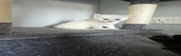 Persian cats for sale: Pure white long hair kittens. - Advert 13
