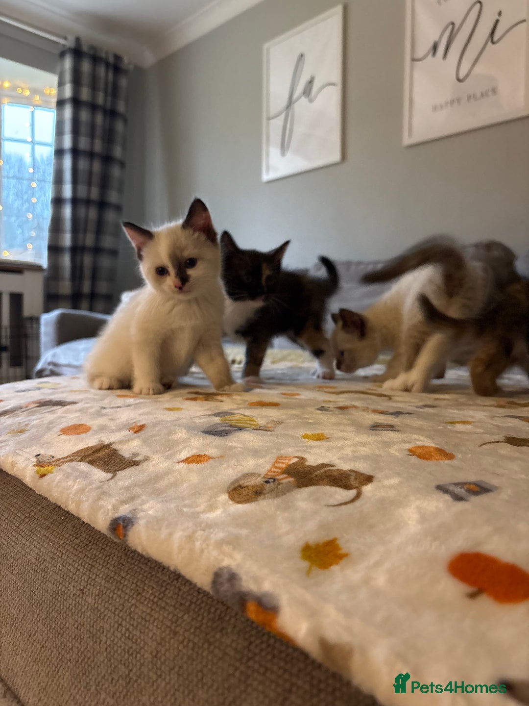 RagaMuffin cats for sale: Beautiful Ragamuffin Kittens Ready December 24th   - Advert 22