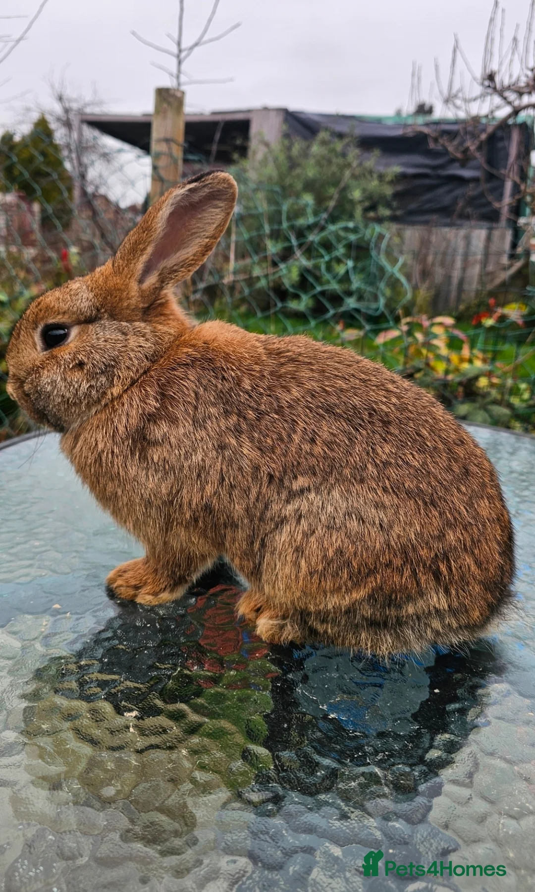Mini Lop rabbits for sale: Beautiful Rabbit Family &  Male – Looks for Homes - Advert 9