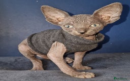 Sphynx cats for sale: Gorgeous Canadian Sphynx kittens - Image 5