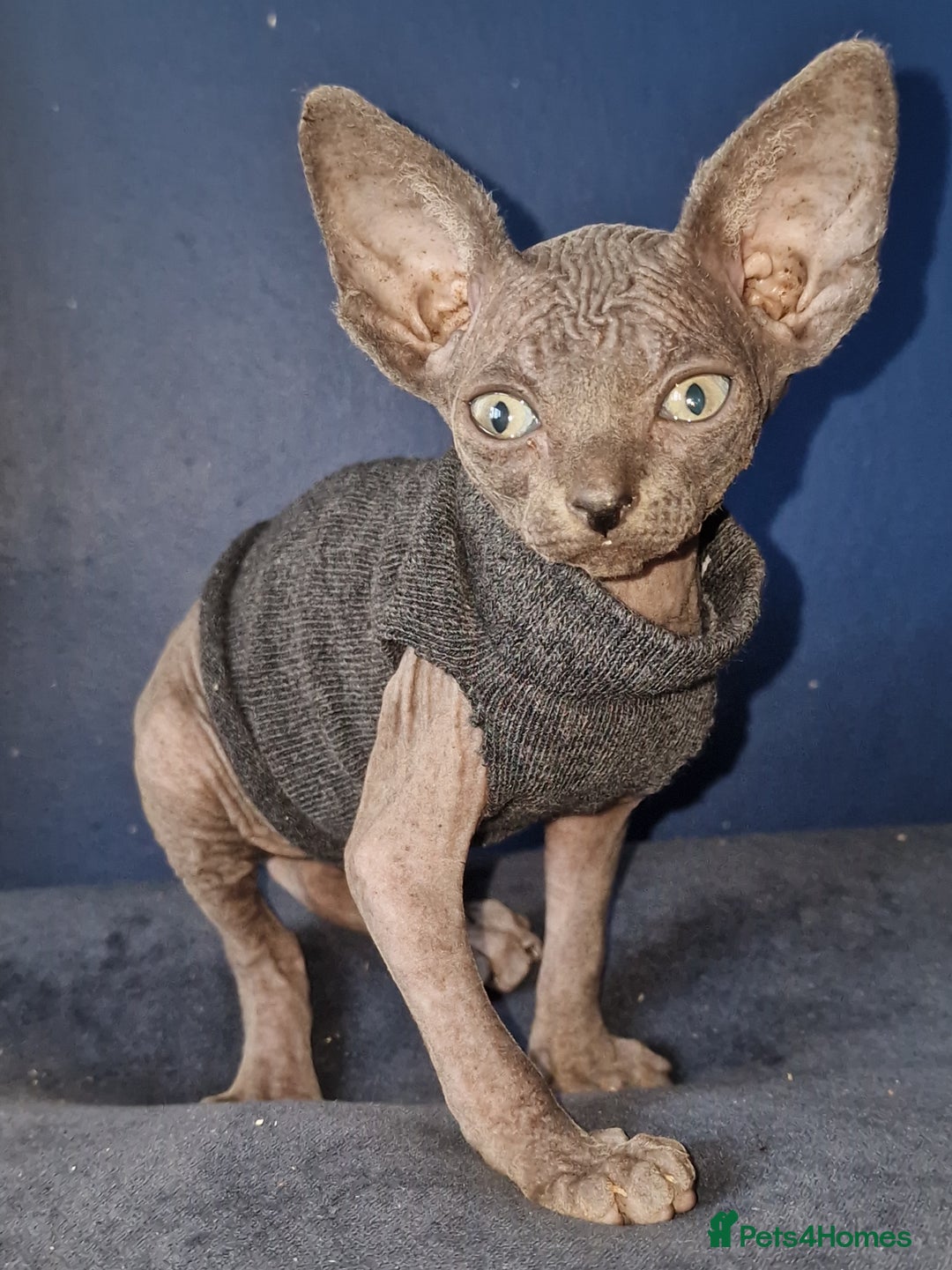 Sphynx cats for sale: Gorgeous Canadian Sphynx kittens - Image 5