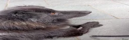 Mixed Breed dogs for adoption: Meet Sabrina, currently residing in Nottingham  in Nottingham - Advert 7