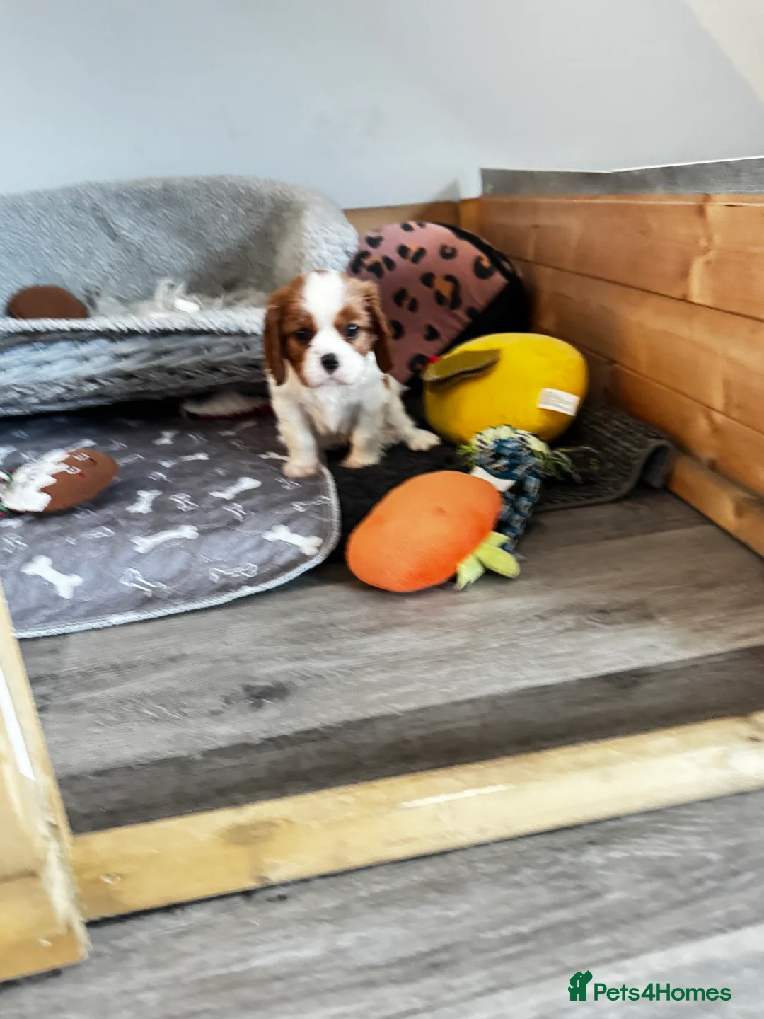 Cavalier King Charles Spaniel dogs for sale: 2 amazing girls Cavalier King Charles Spaniels  - Advert 13