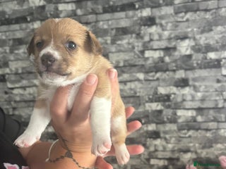 Jack Russell dogs - Advert 33