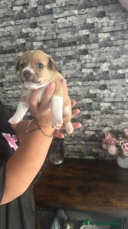 Jack Russell dogs - Advert 33