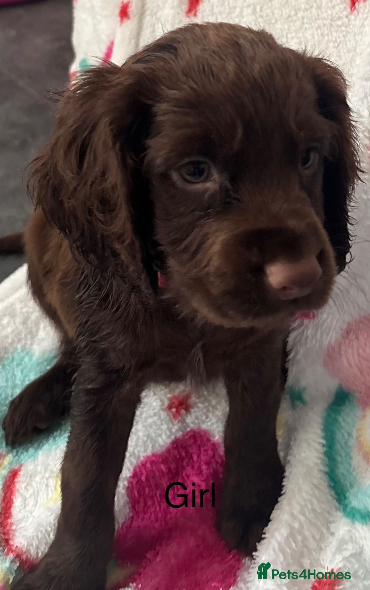 Cocker Spaniel dogs Cocker Spaniel Puppies - Advert 4