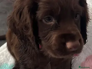Cocker Spaniel dogs Cocker Spaniel Puppies - Advert 4