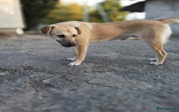 Mixed Breed dogs for adoption: 💙🐶 DAN 🐶💙 - Image 13