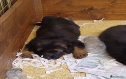German Shepherd dogs for sale: 2 Beautiful Female German Shepherd Puppies - Image 8