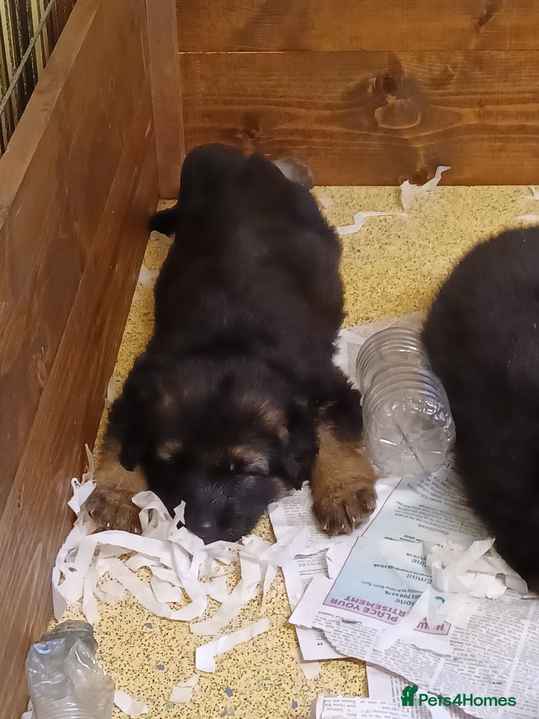 German Shepherd dogs for sale: 2 Beautiful Female German Shepherd Puppies - Image 8