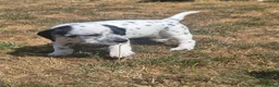 Mixed Breed dogs for sale: READY NOW 2 boys Sprollie x Dalmatian pups - Advert 27