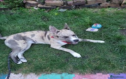 Mixed Breed dogs for sale: Husky cross Staffordshire bull terrier - Image 5