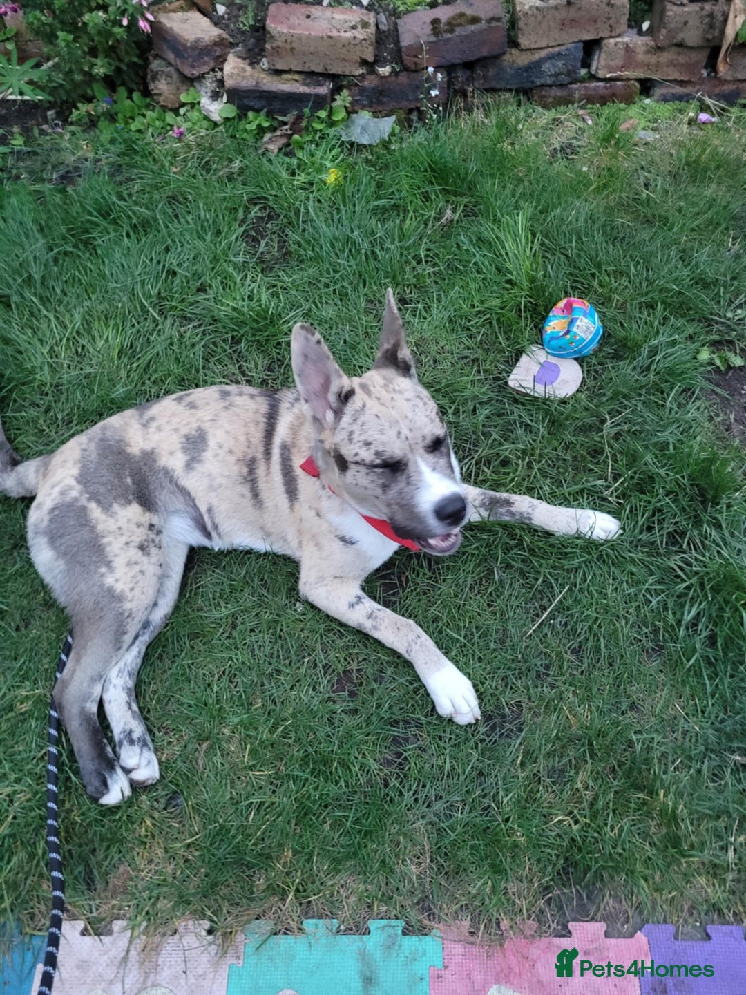 Mixed Breed dogs for sale: Husky cross Staffordshire bull terrier - Image 5