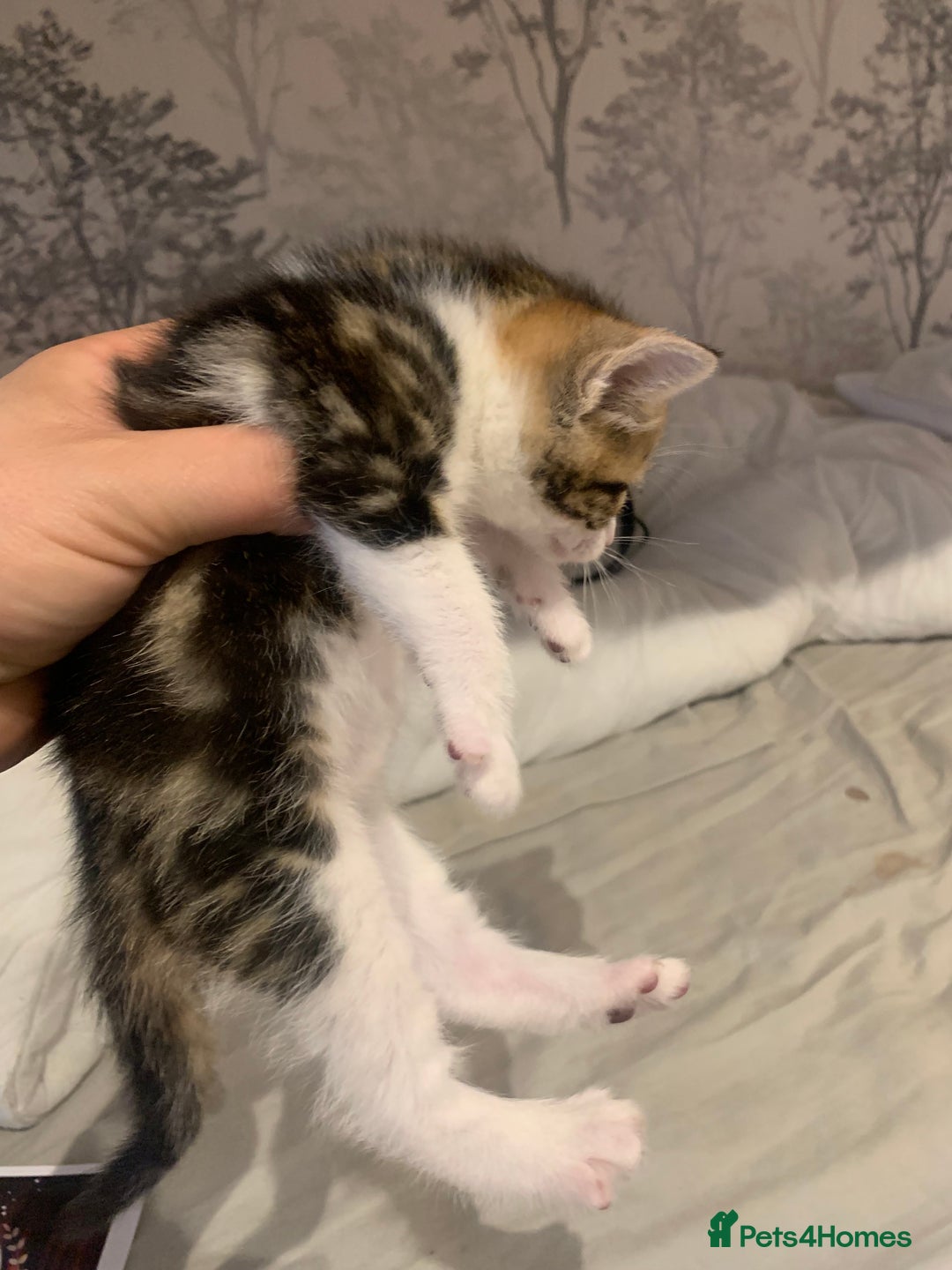 Mixed Breed cats for sale: 4 beautiful tabby kittens - Advert 6