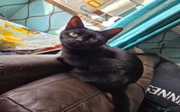 Mixed Breed cats for sale: Fluffy kitten for forever home - Advert 2