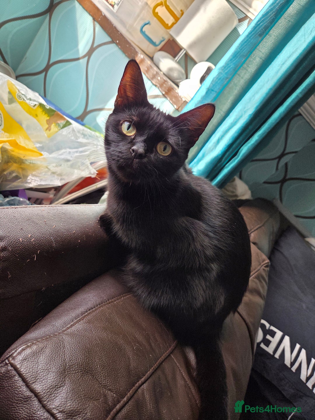 Mixed Breed cats for sale: Fluffy kitten for forever home - Advert 2