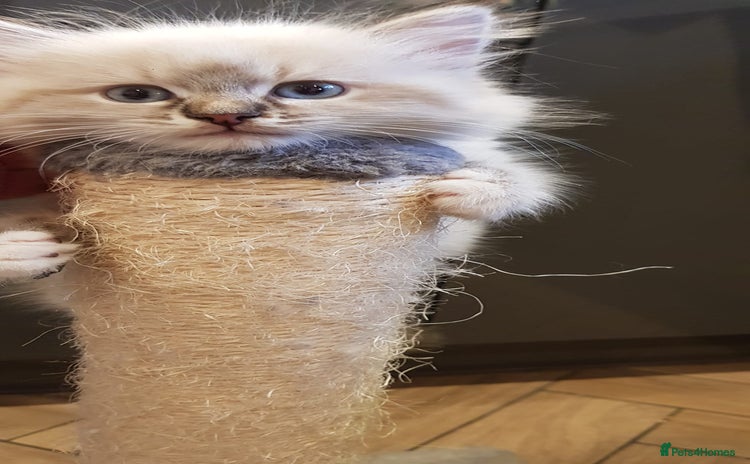 Siberian cats - Advert 1