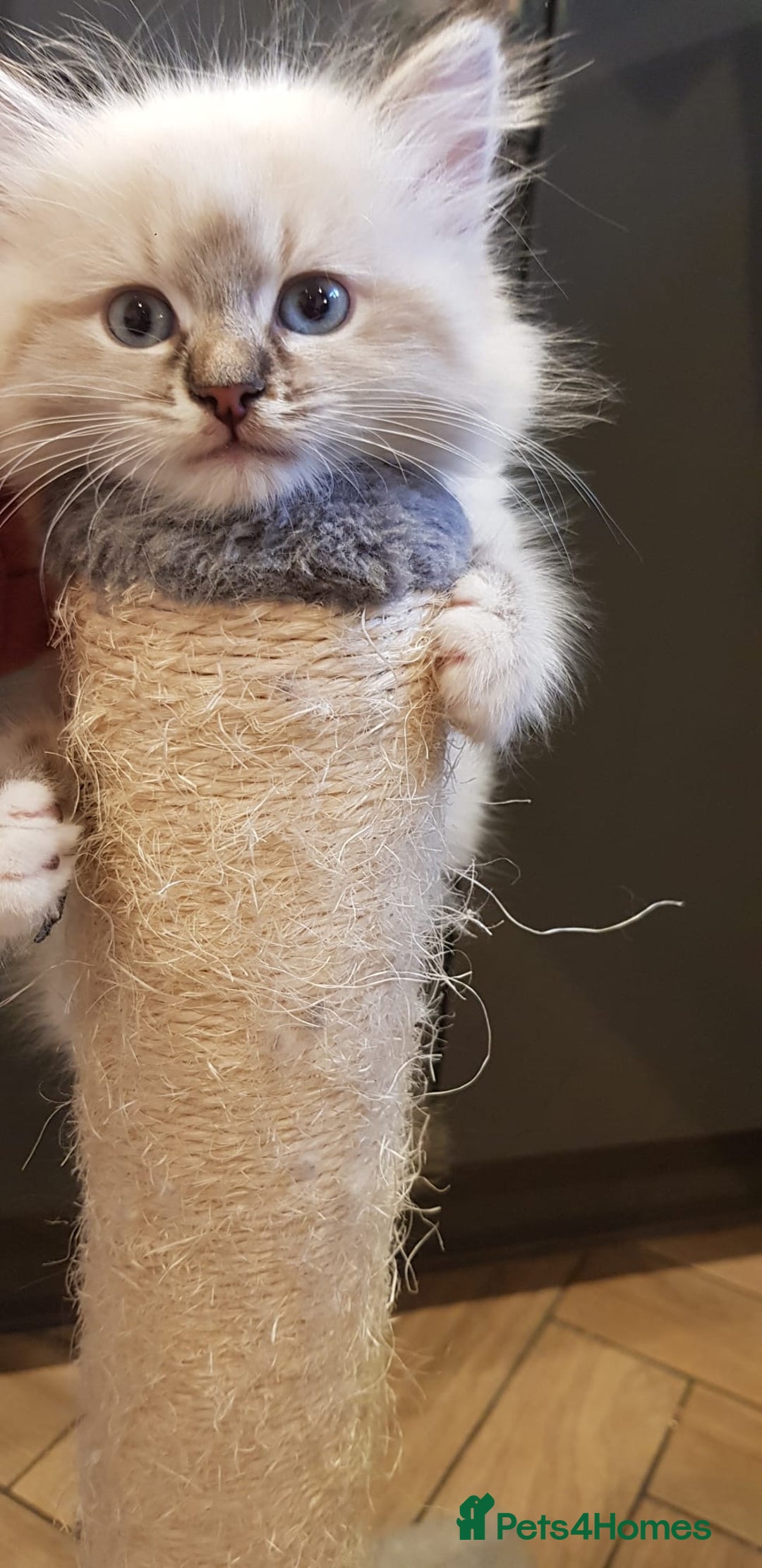 Siberian cats for sale: Hypoallergenic Siberian Neva Masquerade kitten - Image 1