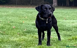 Labrador Retriever dogs for sale: 2beautiful black puppiesAVAILABLE READY to leave. - Image 25