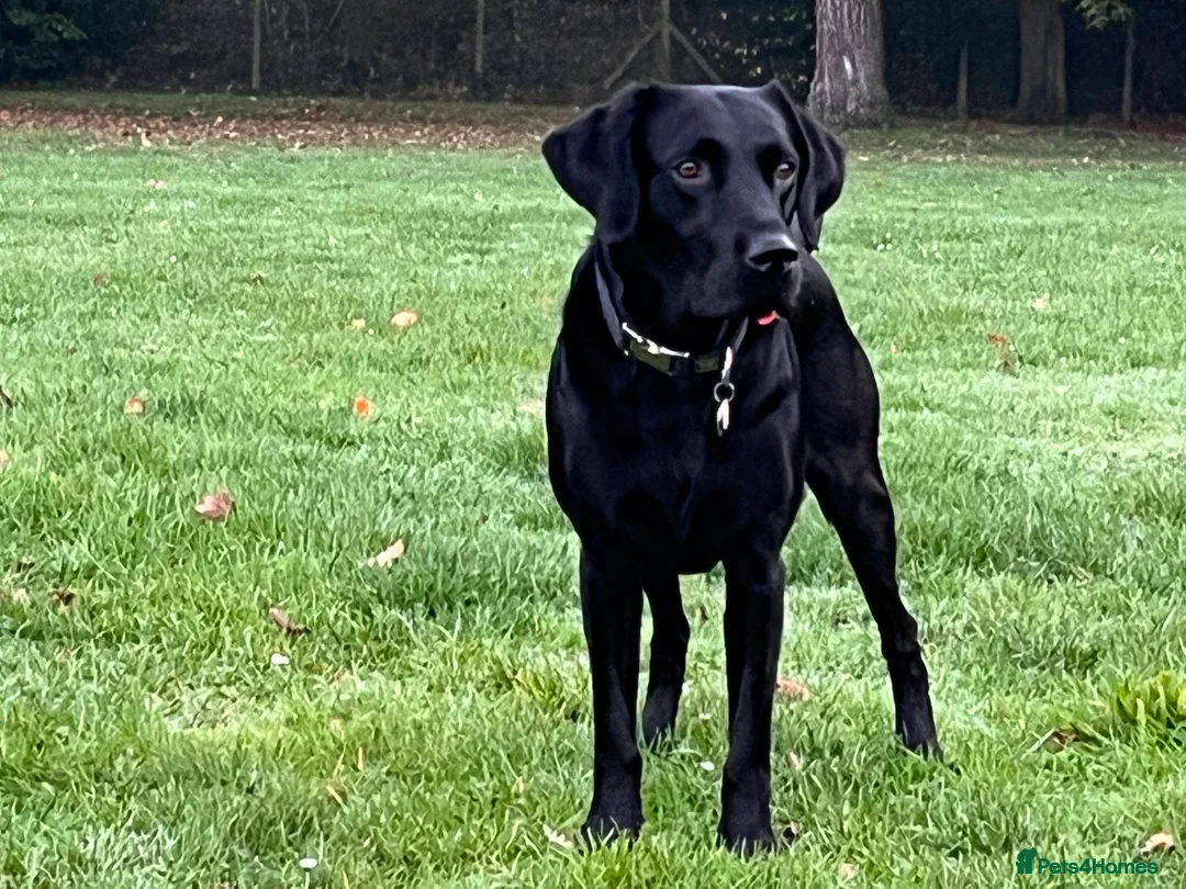 Labrador Retriever dogs for sale: 2beautiful black puppiesAVAILABLE READY to leave. - Image 25