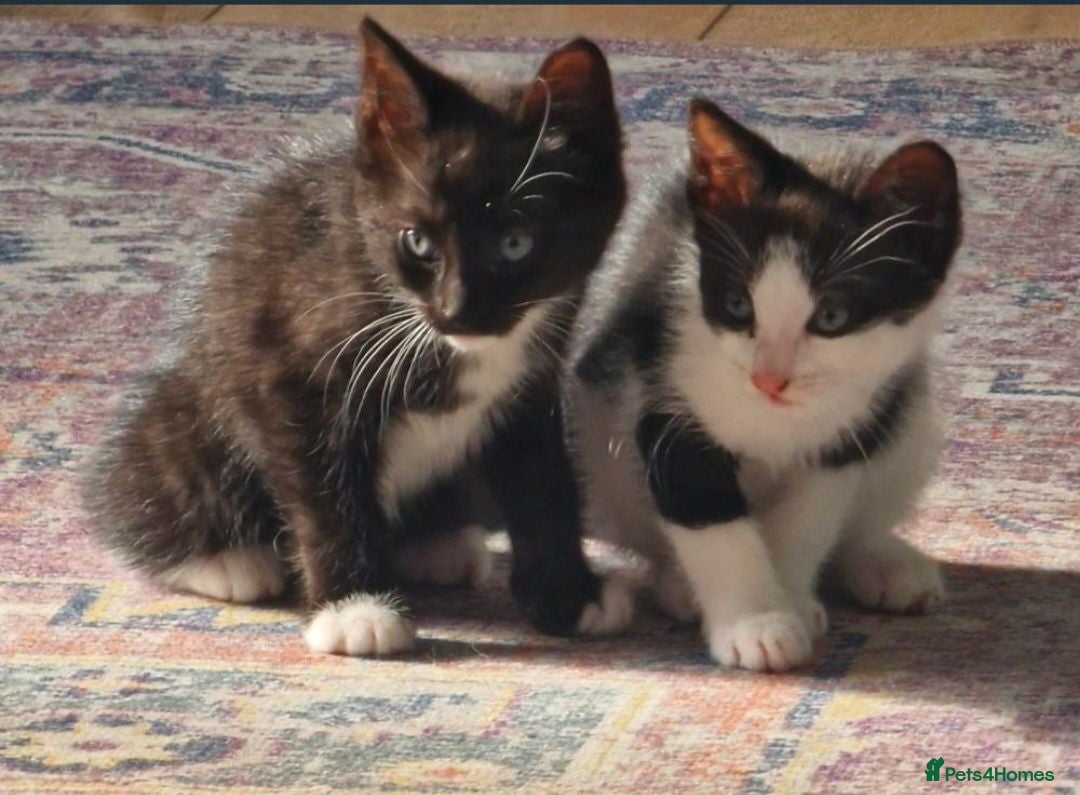 Mixed Breed cats 2 Kittens in urgent need of rehoming - Advert 1