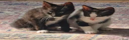Mixed Breed cats for sale: 2 Kittens in urgent need of rehoming in Newport - Advert 1