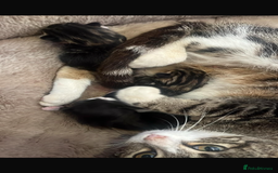 Mixed Breed cats for sale: Super friendly kittens ready now  - Image 14