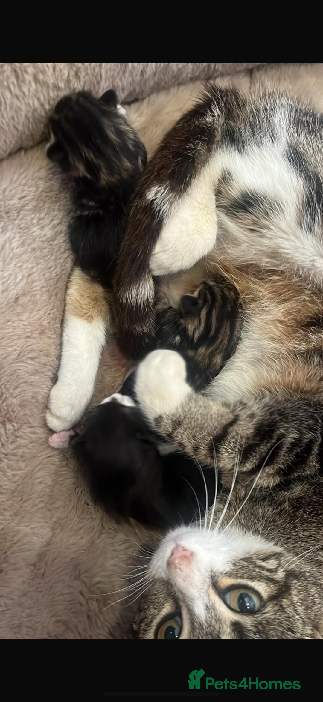 Mixed Breed cats for sale: Super friendly kittens ready now  - Image 14