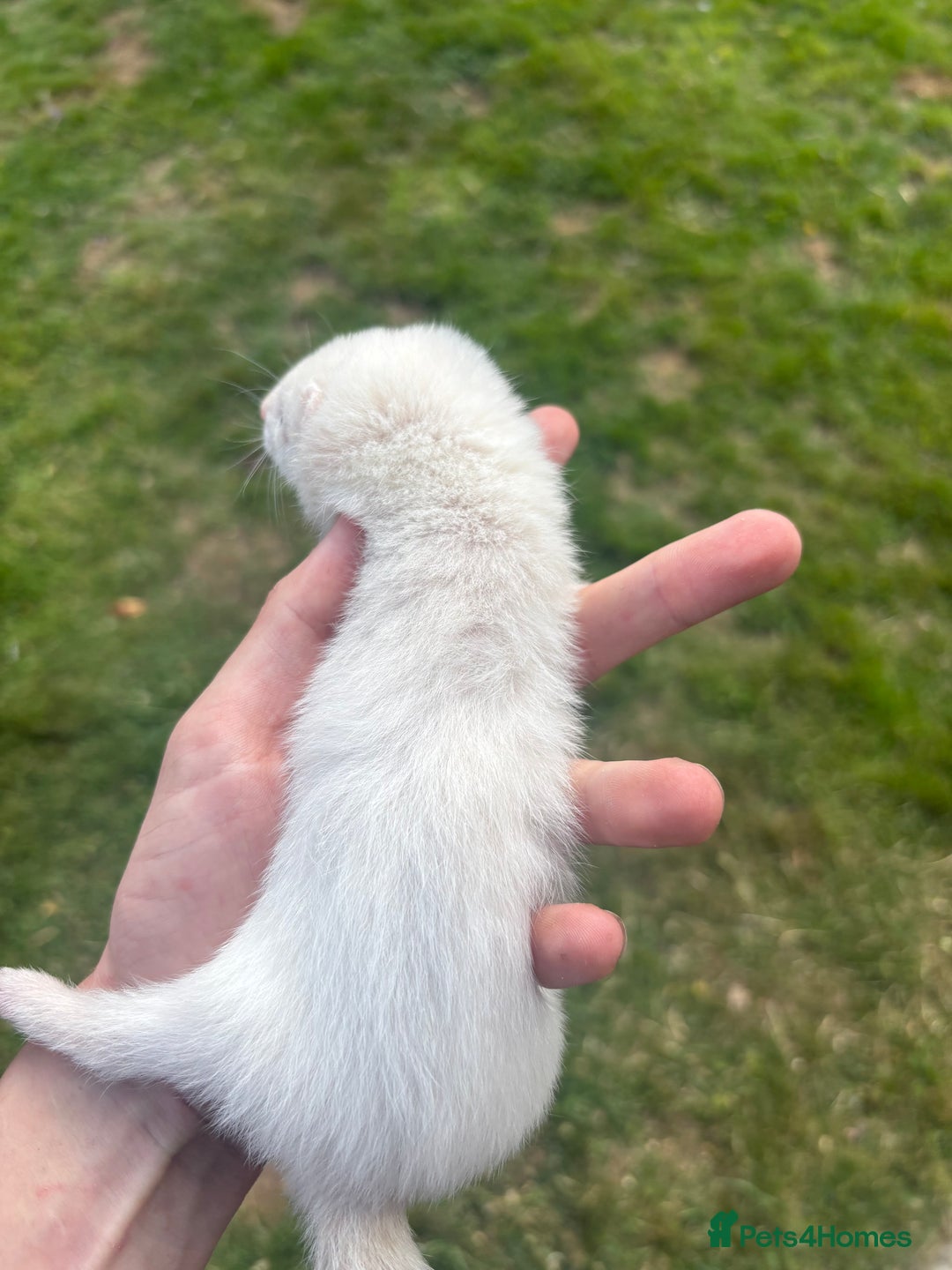 Ferret rodents for sale: Two male hobs micros  - Image 2