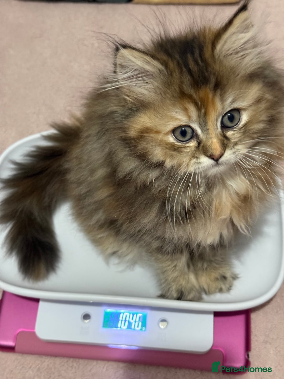 Ragdoll cats for sale: Ragdoll + Persian Breed London  - Image 5