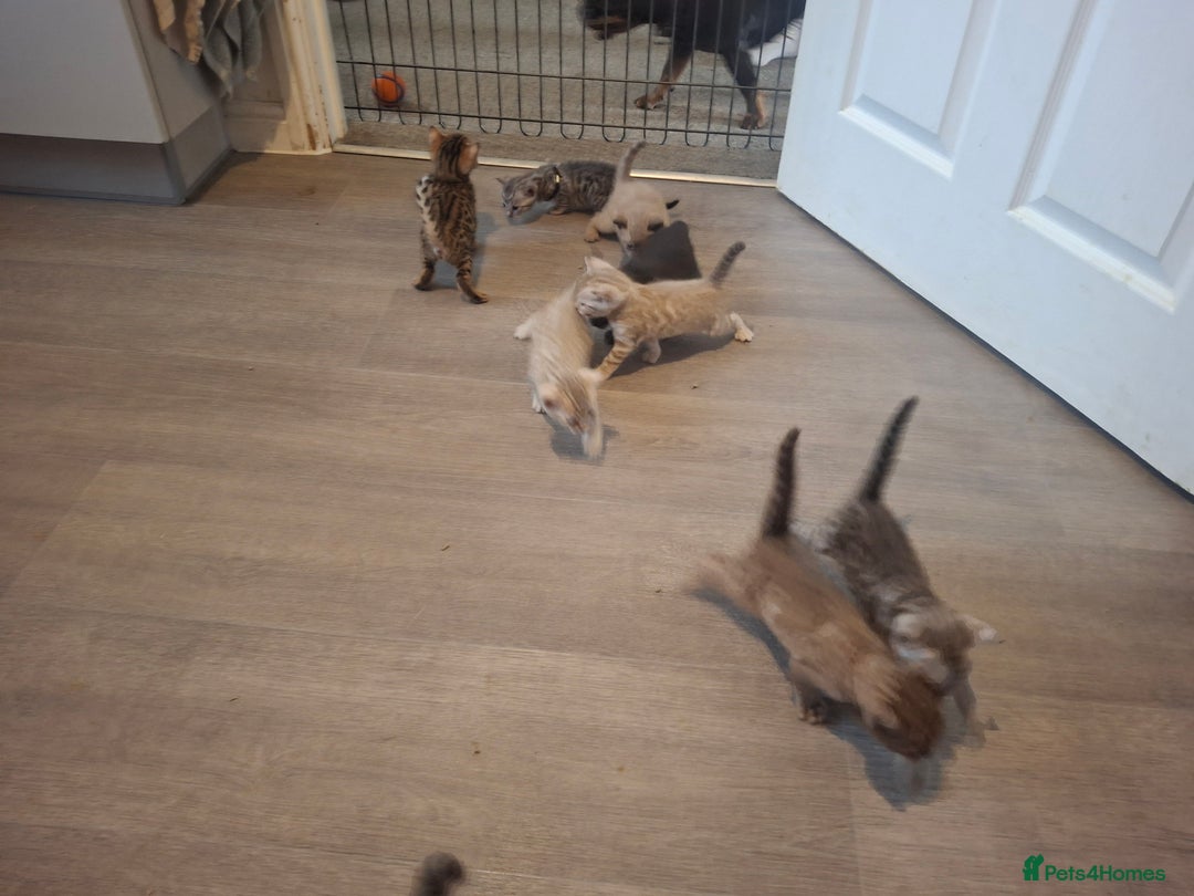 Bengal cats for sale: Beautiful bengal kittens  - Image 15
