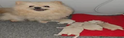Maltese dogs for stud: Kc registered health tested stud proven - Advert 22
