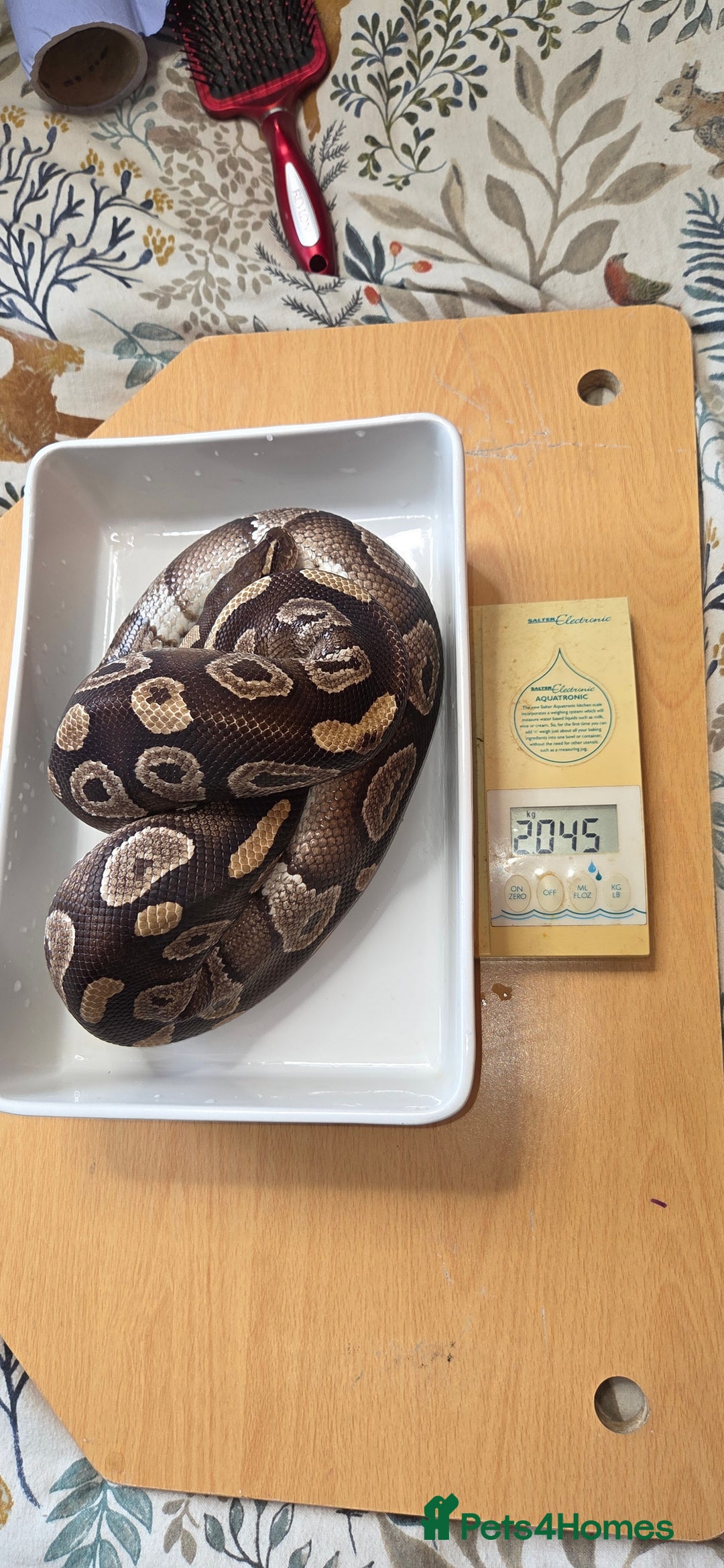 Python Snake reptiles for sale: 3 adult Royal pythons and 4' vivariums  - Image 8