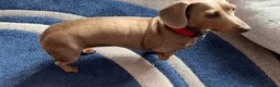 Miniature Dachshund dogs for sale: 3yo Beautiful kc reg, health tested - Advert 3