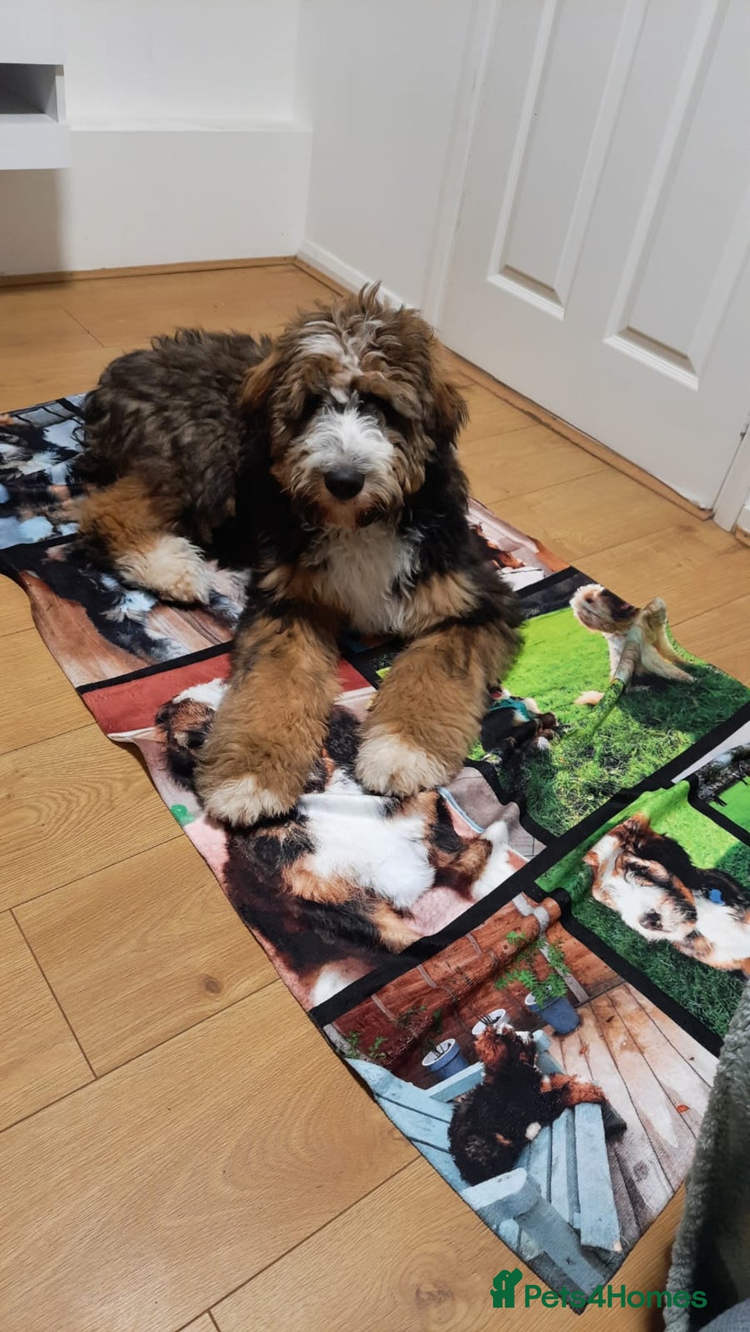 Standard Poodle dogs for stud: K.C Registered Standard poodle in Nottingham - Image 10