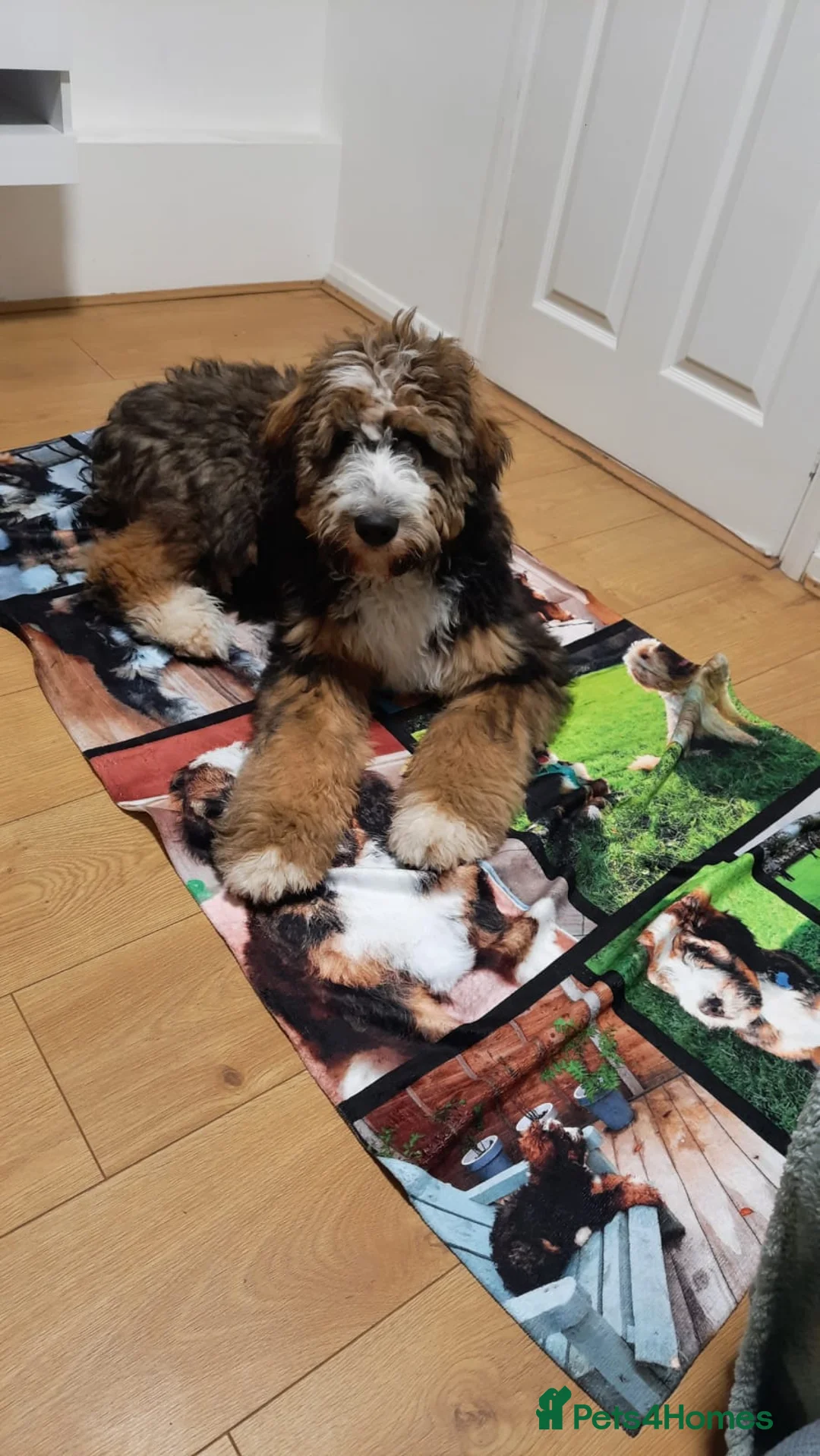 Standard Poodle dogs for stud: K.C Registered Standard poodle in Nottingham - Advert 10