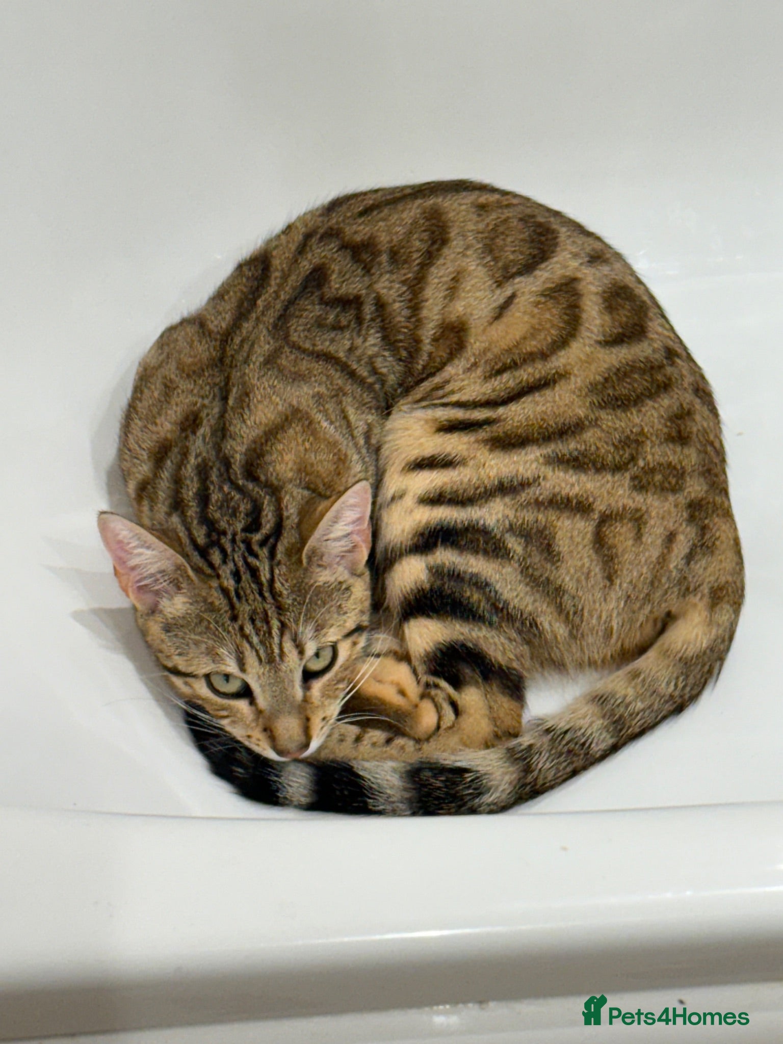 Bengal cats Bengal Mix Kittens - Advert 4