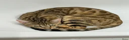 Bengal cats for sale: Bengal Mix Kittens - Advert 1