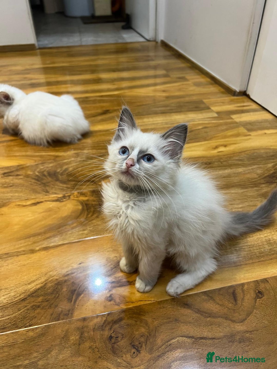 Ragdoll cats for sale: GCCF Registered Kittens*Ready to go* - Advert 3